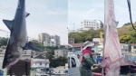 [뉴스브리핑] 거제 앞바다에 '죠스'…4m 길이 백상아리 잡혀