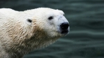 "이제라도 편히…" 북극곰 '통키' 11월 영국으로 떠난다