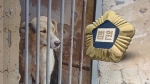대법 "전기로 개 도축, 잔인한 방법"…'무죄 판결' 파기
