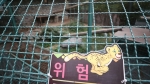 대전 동물원에서 '퓨마' 탈출…마취총 맞고도 도주
