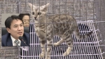 [국회] 국감장에 '벵갈 고양이' 출석시킨 김진태 의원…왜?