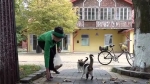 [해외 이모저모] '길고양이 돌보려'…캣맘 고용한 러시아 마을