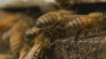 "꿀벌 등 곤충 멸종 위기"…도시화 속 해충은 급증