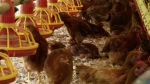 멀쩡한 닭 죽이고…냉동고에 뒀다가 폭염때 보험금 청구