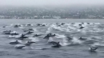 [해외 이모저모] 헤엄 치는 100여 마리 돌고래 '특별한 경험'
