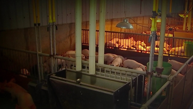 돼지열병 확산 방지 총력…이 총리 "신속 대응" 지시