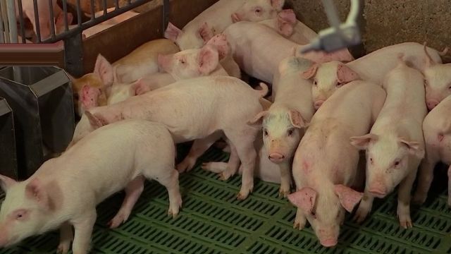 강화도 돼지열병 '도미노' 확산…섬 돼지 33% 살처분
