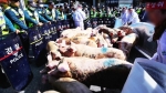 돼지 수십마리 풀어놓고 시위…정부청사 앞 '아수라장'