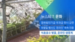 [뉴스체크｜문화] 석촌호수 벚꽃, 온라인 생중계