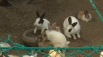 [밀착카메라] 도심 사육장에 방치…"토끼 좀 살려주세요"