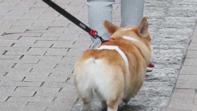 개 목걸이 2m로 제한 … 동물 학대에 대한 처벌 수준 강화
