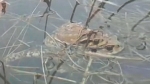 [날씨박사] 봄인 줄 알았는데…잠 깬 두꺼비·개구리 동사