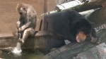 일주일째 폭염 겪는 일본…동물원도 힘겨운 '여름나기'