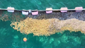 칸쿤 해변 습격한 해초…관광 산업에 타격 입을까 '전전긍긍'｜AI가 Pick한 세상
