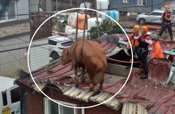 10일 오전 전남 구례군 구례읍의 한 마을 주택 지붕 위에서 119대원들이 소를 구조하고 있다. [출처-연합뉴스]