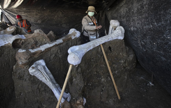 멕시코서 수백 마리 매머드 뼈 발견…세계서 가장 큰 규모