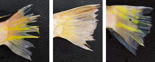 왼쪽부터 옥돔, 옥두어, 남방옥돔. 옥돔의 꼬리지느러미는 담황색 바탕에 5~6개의 노란색 가로 줄무늬가 있다. 옥두어는 불규칙한 무늬, 남방옥돔은 노란색 가로 줄무늬 2~3개가 있다.