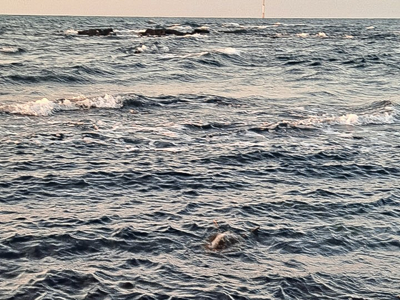 지난 6일 오후 제주 한림 앞바다에서 괭생이모자반에 걸린 푸른바다거북(사진 중앙 하단].[사진 제주해양경찰서]