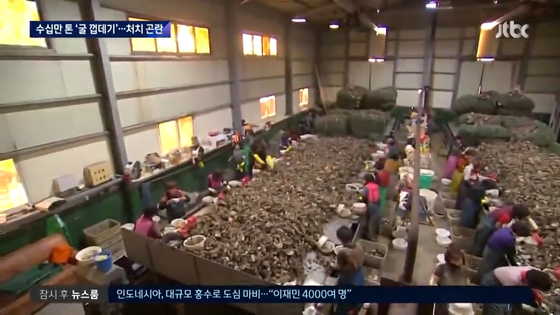 박신장에서 작업자들이 굴을 까는 작업을 하고 있다. 〈JTBC 뉴스룸 캡처〉