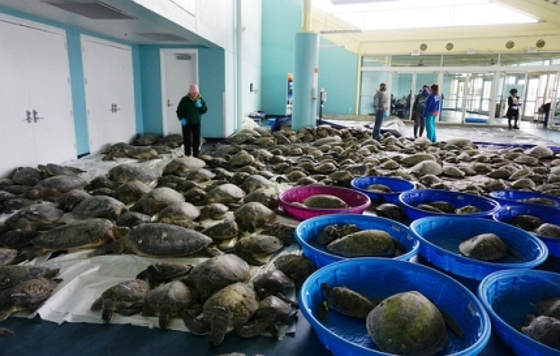 기절한 바다 거북이 수천여 마리가 지난 16일 텍사스주 사우스 파드레 섬 컨벤션 센터에서 회복하고 있다. 〈사진=AP 연합뉴스〉