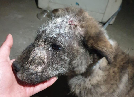 파주에서 유기된 후 구조된 강아지. [출처: 동물권행동 카라]