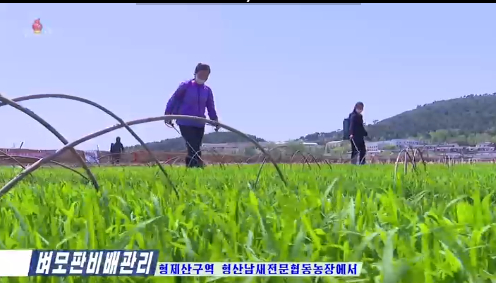 북한 주민들이 벼모판을 관리하는 모습. 〈출처=조선중앙TV〉