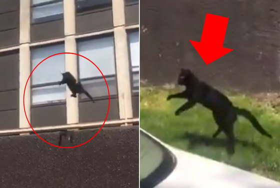 [영상] 불난 5층 건물에 갇힌 고양이의 결단