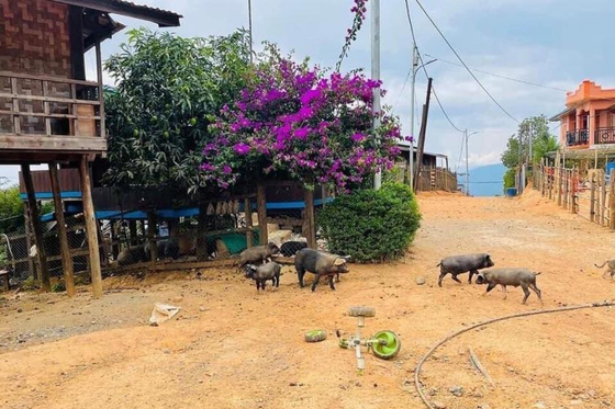 미얀마 서부도시 민닷 거리를 떠돌고 있는 돼지들. 〈사진=미얀마 나우〉