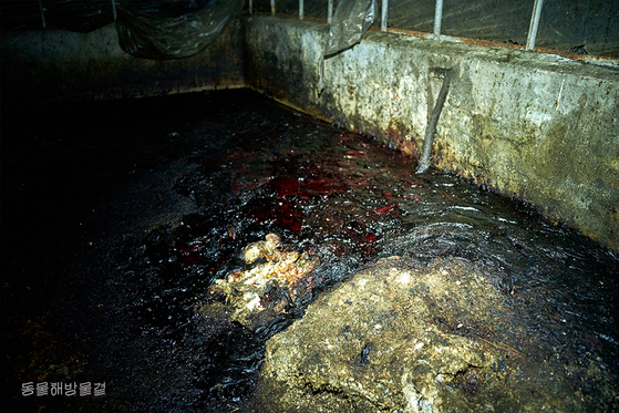 도살장 곳곳에 피와 부속물이 방치되어 있다 
