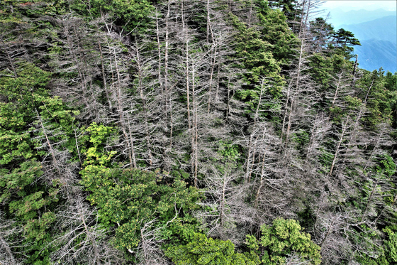 지리산 천왕봉의 아고산대 침엽수 고사 모습. 하얗게 변한 나무는 완전히 말라 죽어버린 나무들이다. (사진: 녹색연합)
