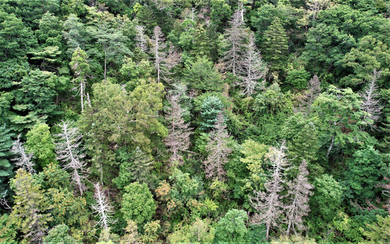 오대산 아고산대 침엽수 고사 모습. 하얗게 변한 나무는 완전히 말라 죽어버린 나무들이다. (사진: 녹색연합)