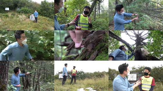 취재진은 녹색연합과 함께 오대산 국립공원을 찾아 아고산대 침엽수의 고사 상황을 살펴봤습니다.