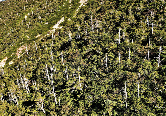 설악산 대청봉의 아고산대 침엽수 고사 모습. 하얗게 변한 나무는 완전히 말라 죽어버린 나무들이다. (사진: 녹색연합)