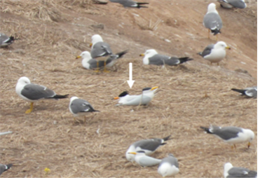 괭이갈매기 무리에서 알을 품고 있는 뿔제비갈매기(흰색 화살표). (사진: 환경부, 국립생태원)