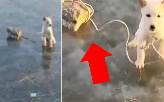 [영상] 얼어붙은 강 위에 버려진 강아지, 몸집만 한 돌덩이에 묶여있었다