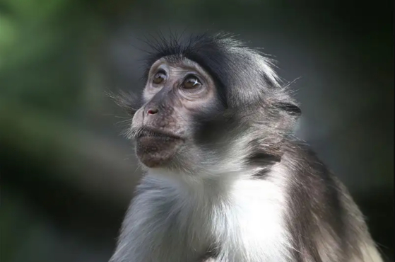 코로나 이은 원숭이두창의 확산…인수공통감염병의 습격