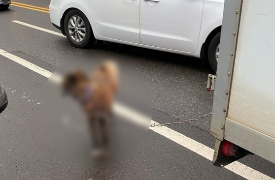 지난 7일 제주의 한 도로에서 개를 트럭에 묶고 달린 60대 남성이 경찰에 입건됐다. 이 남성은 ″차에 공간이 없어 개를 뒤에 묶고 후방카메라를 보며 달렸다″고 진술한 것으로 알려졌다. 〈사진=연합뉴스〉