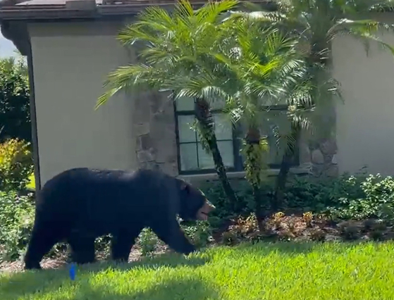 현지시간 21일 USA투데이에 따르면 전날 미국 플로리다주 네이플스 고급주택단지에 흑곰이 나타나 어슬렁거리는 모습이 포착됐다. 〈사진=트위터 '@Yimmyishere'〉