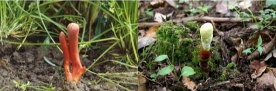 독버섯인 붉은사슴뿔버섯(왼쪽)과 어린 영지버섯(오른쪽). 〈사진-식품의약품안전처·농촌진흥청〉