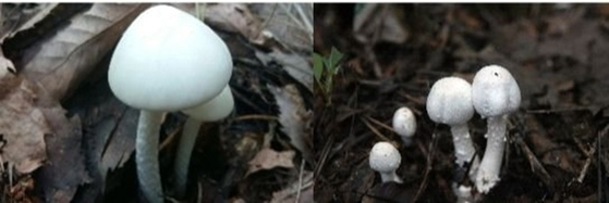 독버섯인 독우산광대버섯(왼쪽)과 식용버섯인 흰주름버섯(오른쪽). 〈사진-식품의약품안전처·농촌진흥청〉
