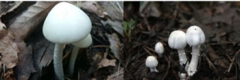 식용버섯 닮은 독버섯 주의…“가열·조리해도 위험“