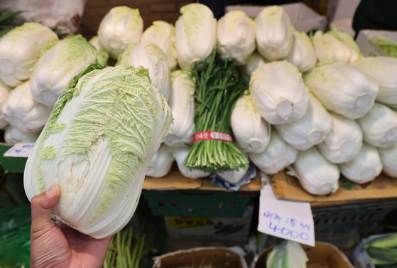 배추와 무의 가격 강세가 내달까지 이어질 것으로 관측됐다. 사진은 지난 24일 서울 시내 전통시장에 농산물 판매대 모습. 〈사진=연합뉴스〉