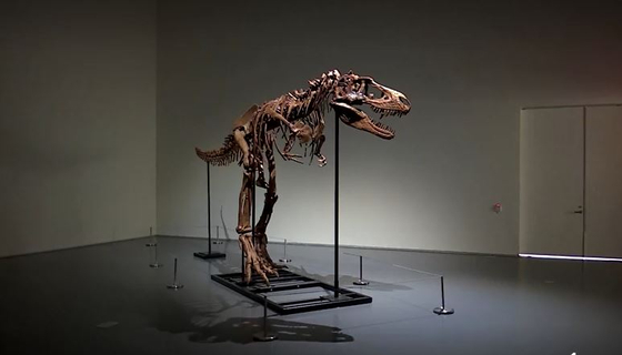 2018년 미국 몬태나주에서 발견된 공룡 고르고사우르스 화석이 경매에서 78억 원에 낙찰됐다.
