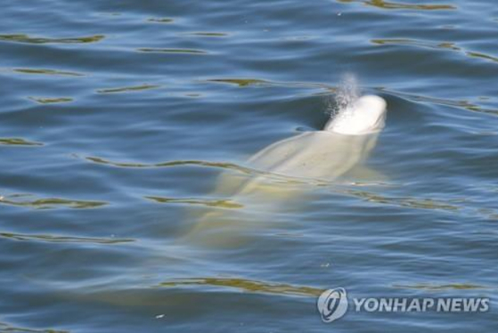 프랑스 센 강으로 밀려온 벨루가 〈사진=연합뉴스〉
