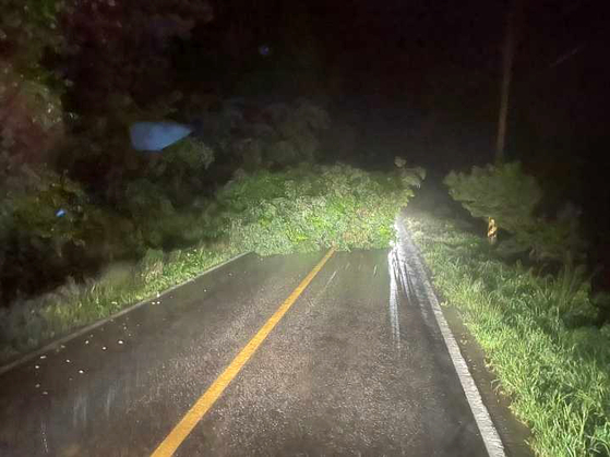 중부지역에 많은 비가 이어지는 9일 오전 강원 횡성군 공근면 수백리 한 도로 위로 나무가 쓰러져 있다. 〈사진=강원도소방본부 제공〉