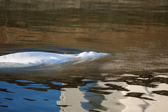프랑스 센강에 갇혀 헤엄치고 있는 벨루가. 먹이를 먹지 않아 등뼈가 드러날 정도로 말라 있는 모습이다. 〈사진=REUTERS 연합뉴스〉