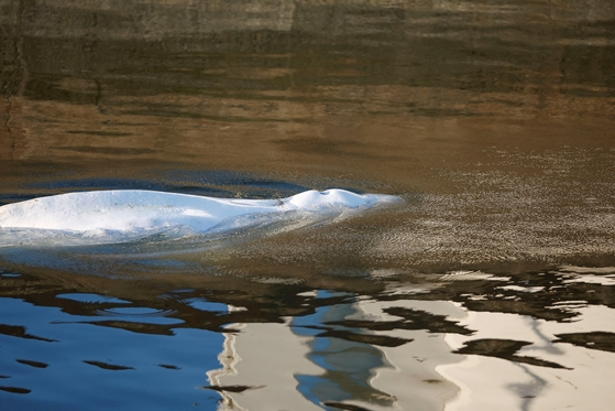 프랑스 센강에 갇혀 헤엄치고 있는 벨루가. 먹이를 먹지 않아 등뼈가 드러날 정도로 말라 있는 모습이다. 〈사진=로이터 연합뉴스〉