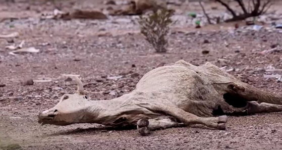 멕시코의 극심한 가뭄 때문에 물과 먹이를 구하지 못한 소가 죽었다.