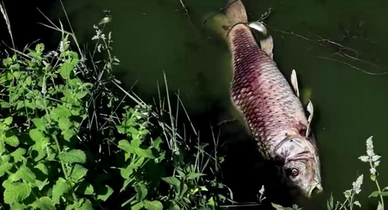 프랑스 중부지방에서 폭염과 가뭄 때문에 죽은 물고기