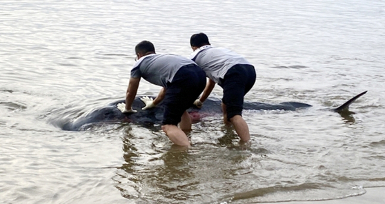 여수 해수욕장에 떠밀려온 새끼 고래. 〈사진=여수해경 제공〉